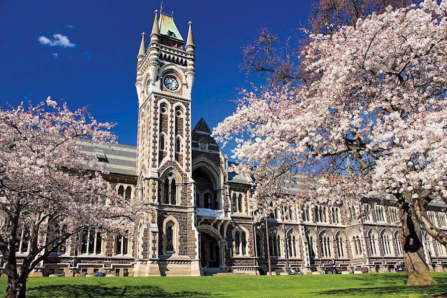 Historic clock tower framed by cherry blossoms