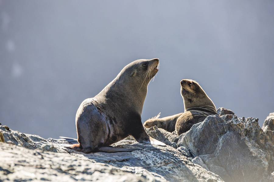 Two sea lions resting on rocky shore