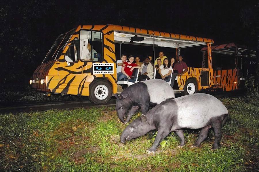 Tapirs walking past night safari tram