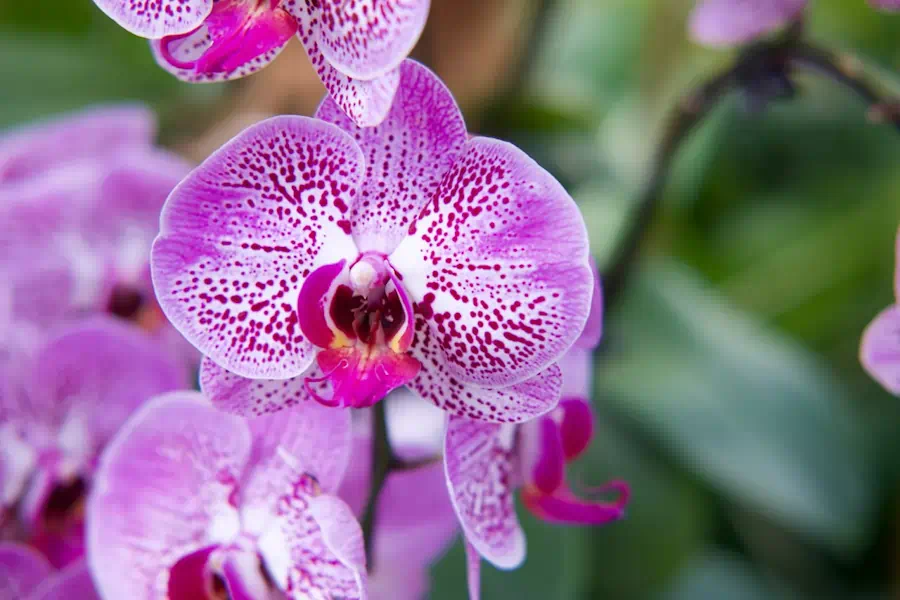 Close-up of pink speckled orchid blooms