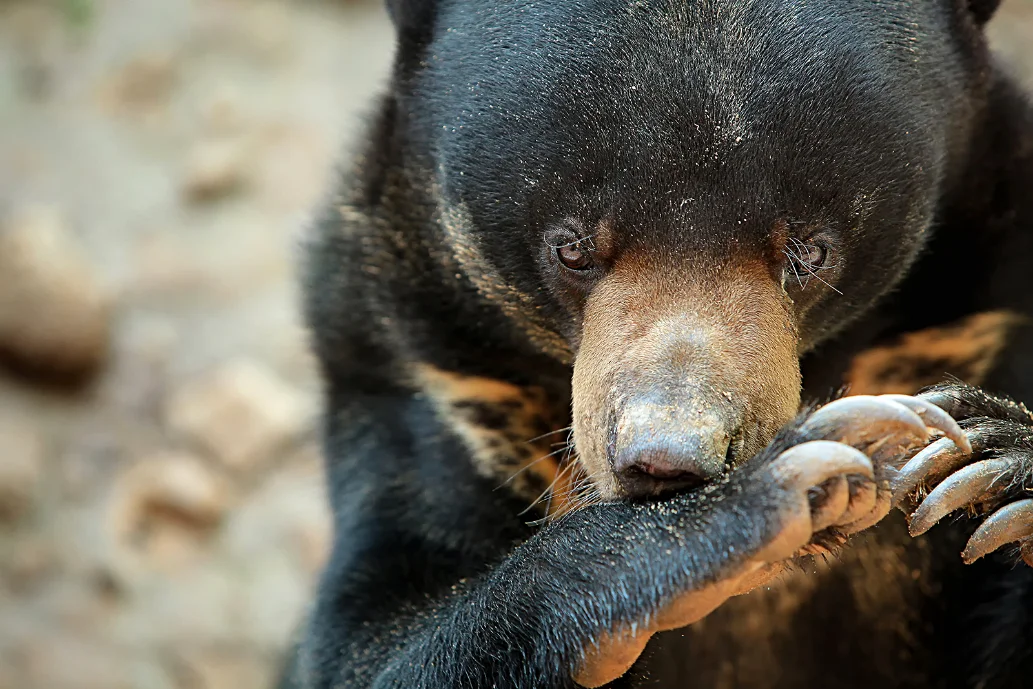 Sun bear licking its paw close-up