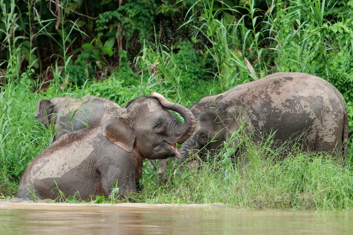 Two young elephants playing by muddy riverbank