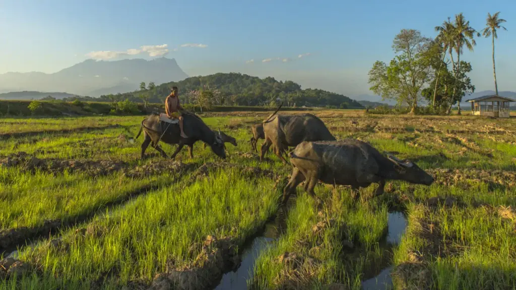 Farmer riding buffalo through lush rice field