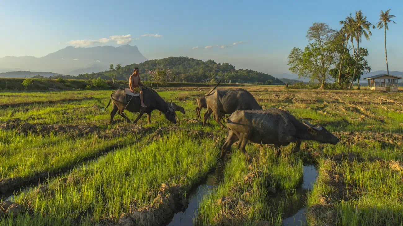 Farmer riding buffalo through lush rice field