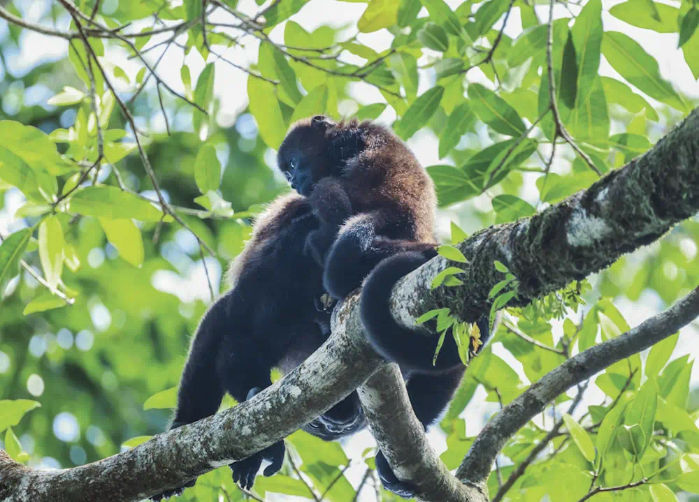 Monkey resting on tree branch in rainforest canopy